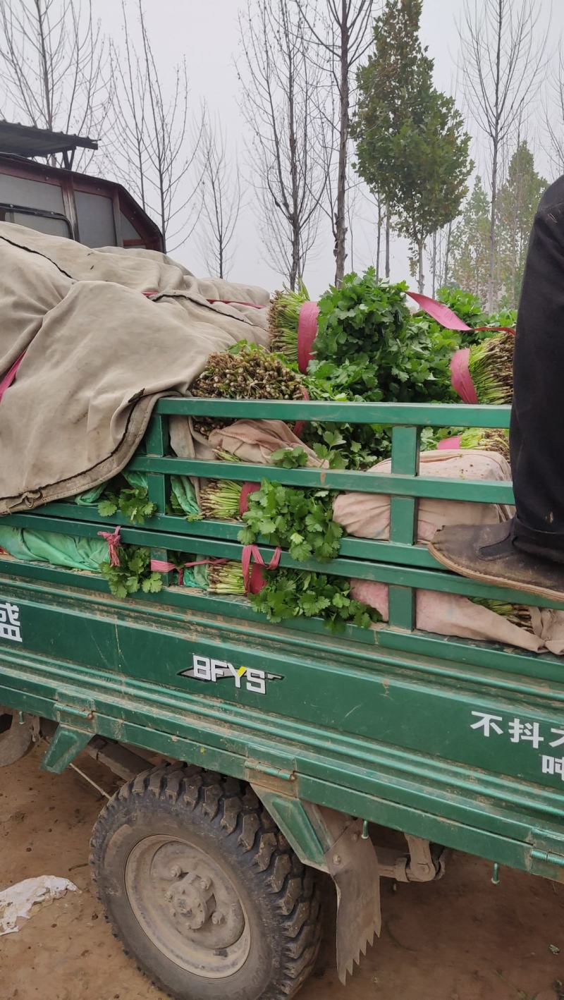 精品香菜河南原产地发货常年供应诚信经营欢迎选购