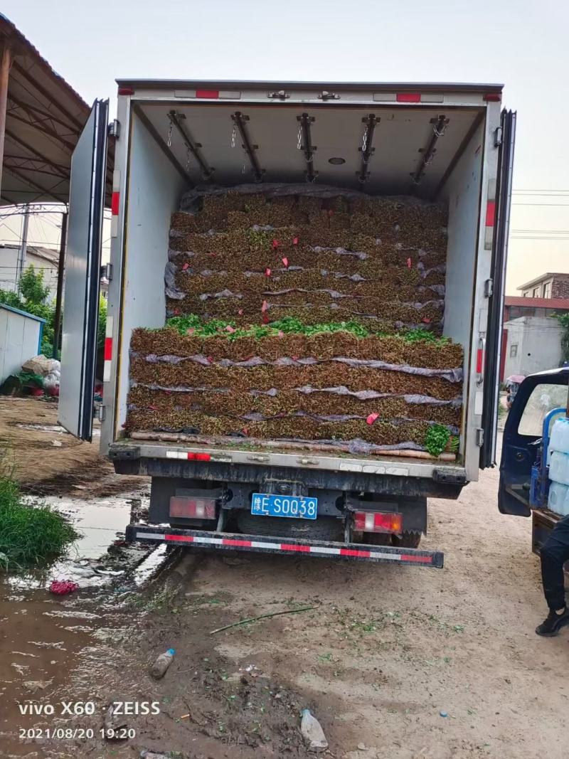 精品香菜河南原产地发货常年供应诚信经营欢迎选购