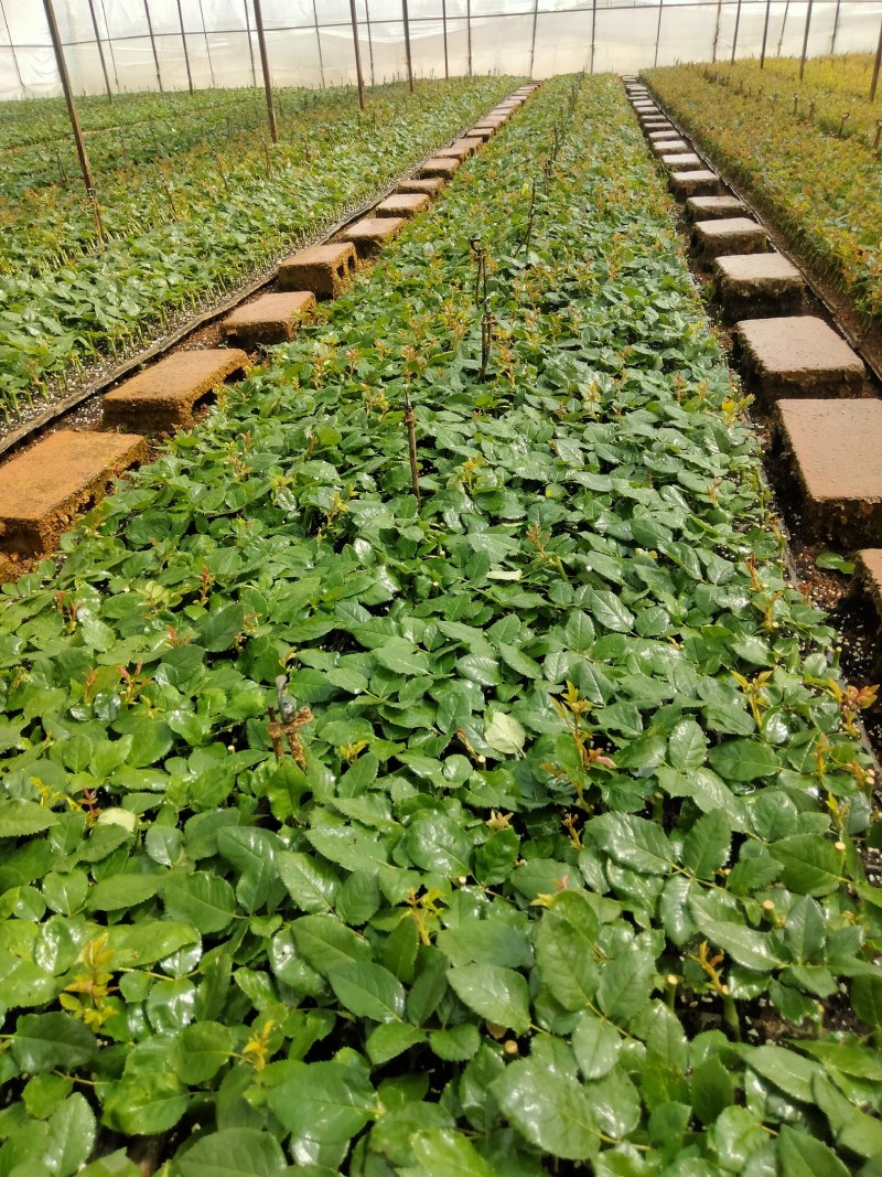 正宗月季玫瑰小苗四季开花易活老根基地发出货源充足