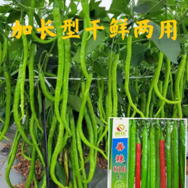 善辣816审定品种线椒种籽长32㎝横径1.7㎝肉厚