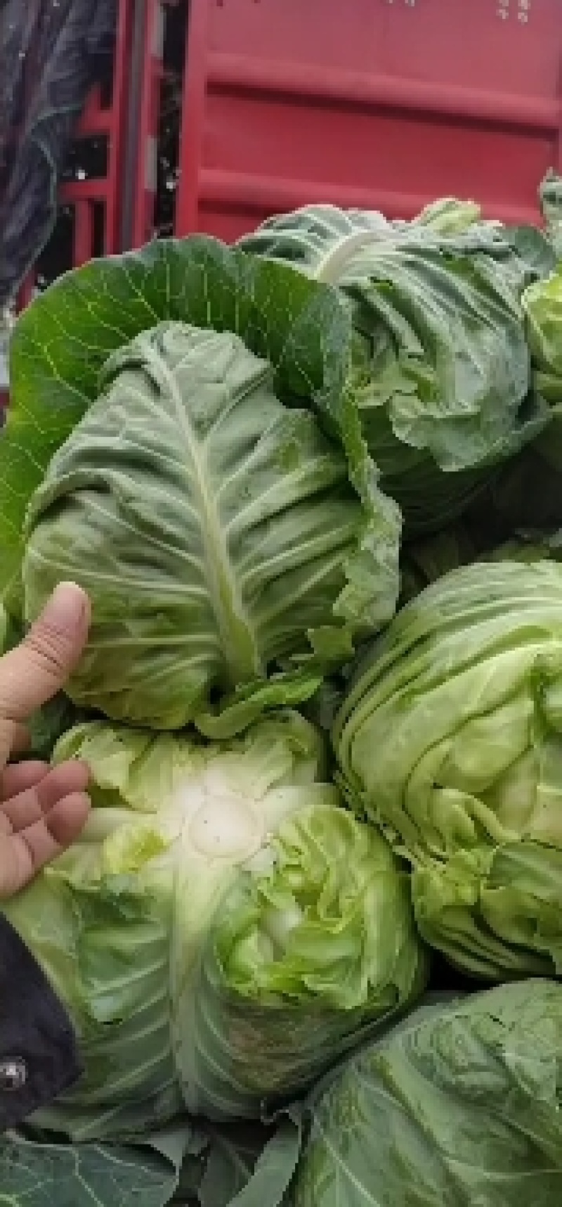 甘蓝旺旺圆包菜，牛心甘蓝，京丰扁包菜，奥奇娜甘蓝，基地
