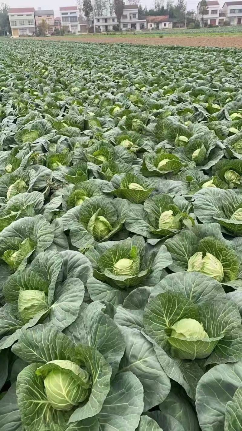 甘蓝旺旺圆包菜，牛心甘蓝，京丰扁包菜，奥奇娜甘蓝，基地