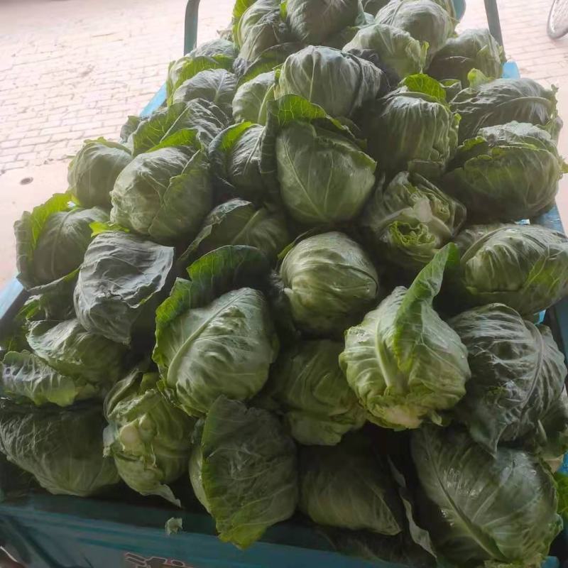 甘蓝旺旺圆包菜，牛心甘蓝，京丰扁包菜，奥奇娜甘蓝，基地