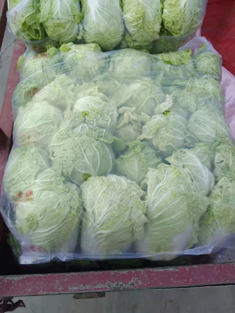 黄心白菜需要的联系便宜！诚信经营！大白菜！便宜好！