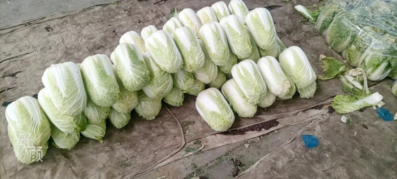 黄心白菜需要的联系便宜！诚信经营！大白菜！便宜好！