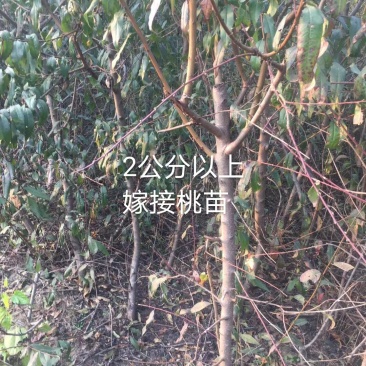 2公分以上嫁接好的品种桃苗，腾地处理，可建园，可占地栽种
