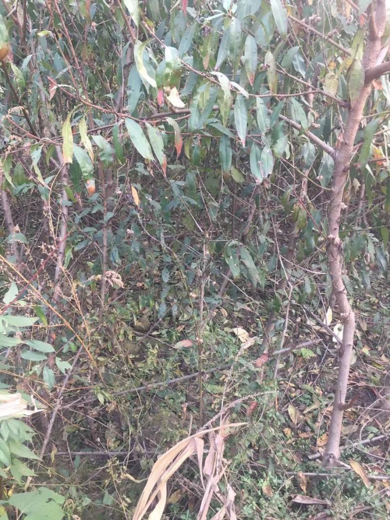 2公分以上嫁接好的品种桃苗，腾地处理，可建园，可占地栽种