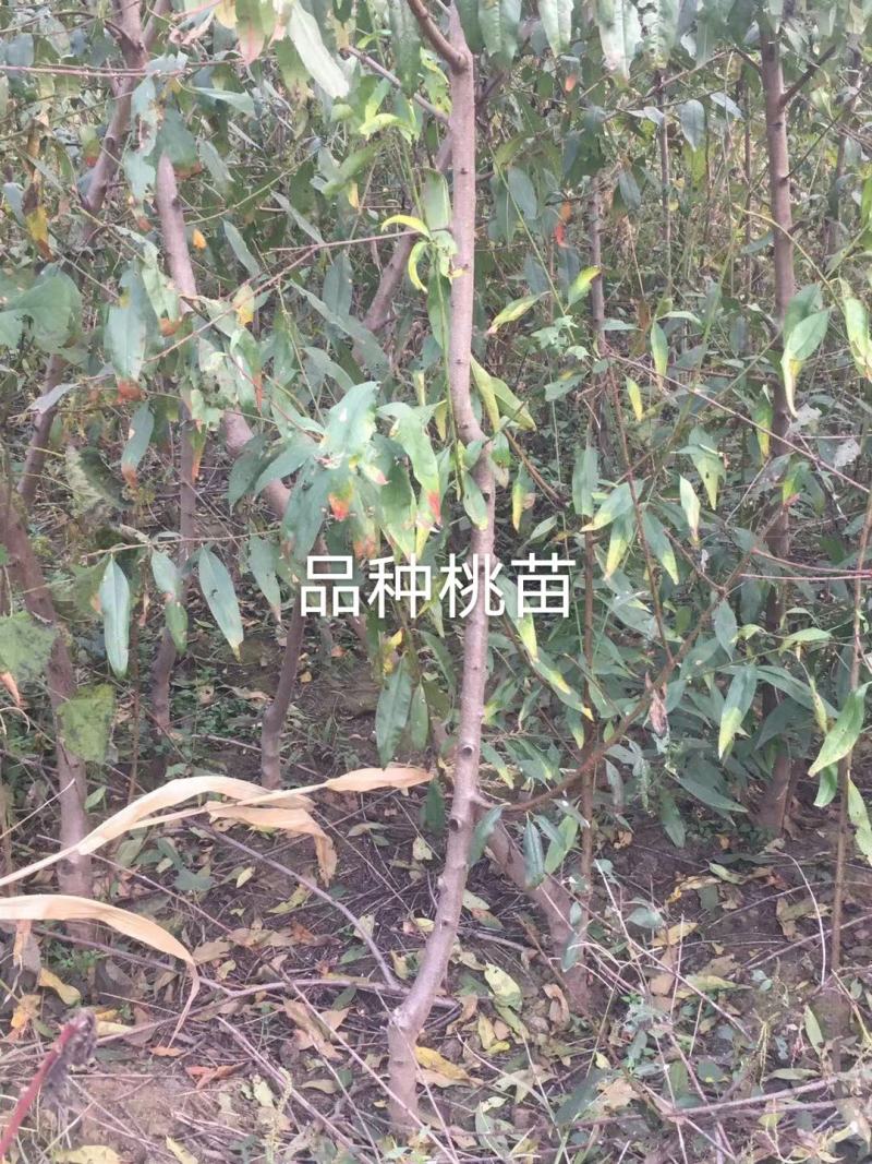 2公分以上嫁接好的品种桃苗，腾地处理，可建园，可占地栽种