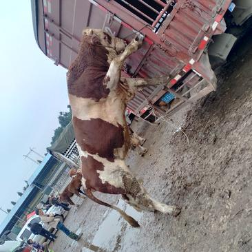 贵州威宁县农户散养大肥牛。欢迎广大客户前往采购。