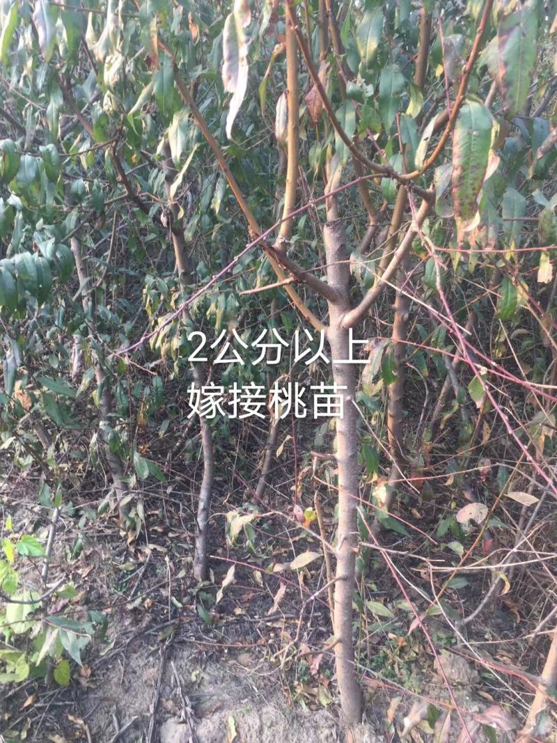 2公分以上嫁接好的品种桃苗，腾地处理，可建园，可占地栽种