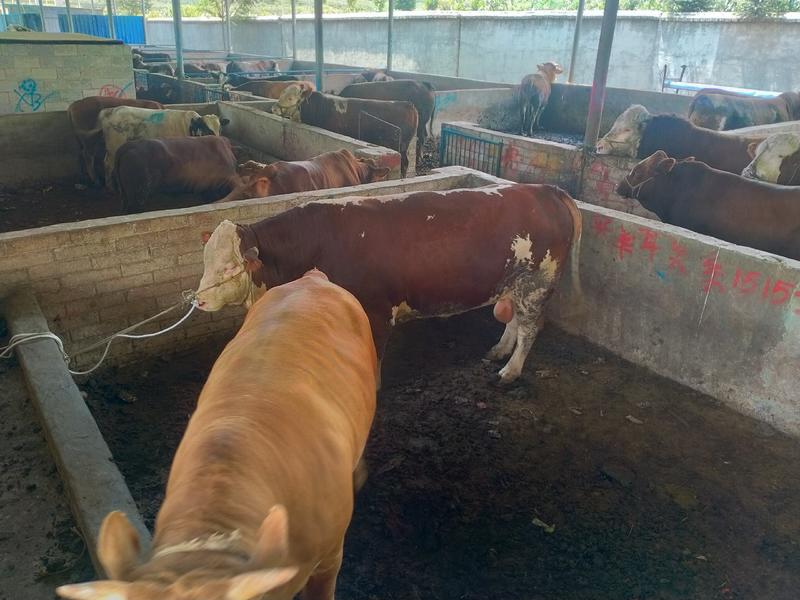 贵州威宁县农户散养大肥牛。欢迎广大客户前往采购。