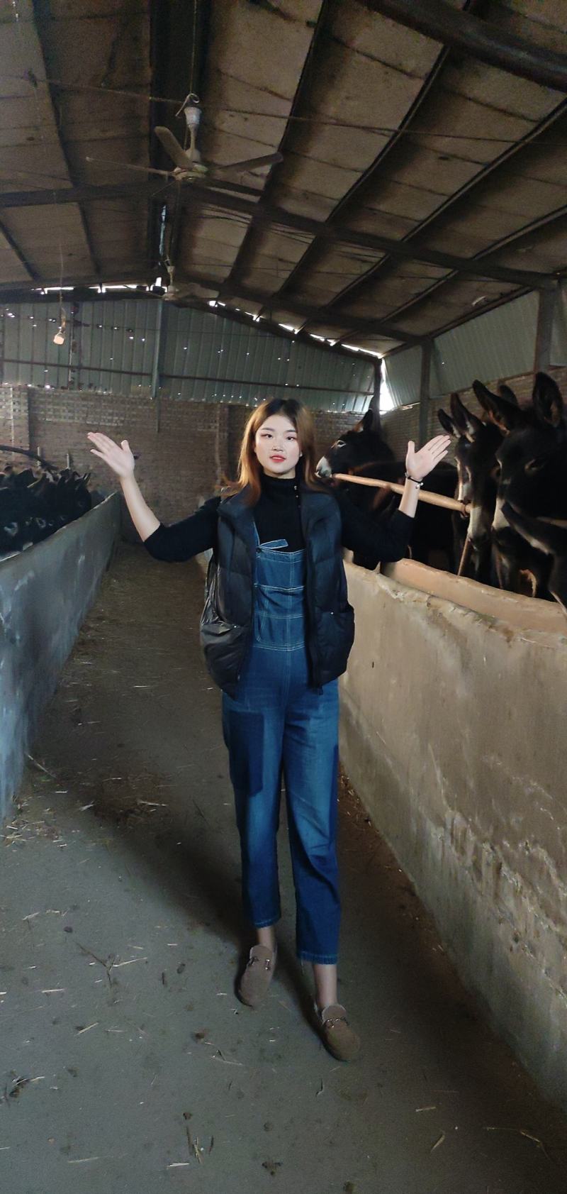 肉驴养殖，改良德州驴，公母都有，大小齐全