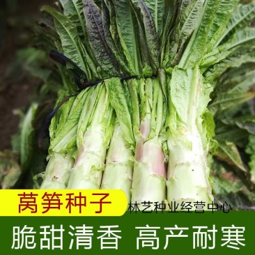 高产耐寒莴笋种子蔬菜四季种籽秋冬高温青皮绿肉尖叶农家青笋