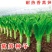 高产耐寒莴笋种子蔬菜四季种籽秋冬高温青皮绿肉尖叶农家青笋