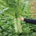 高产耐寒莴笋种子蔬菜四季种籽秋冬高温青皮绿肉尖叶农家青笋