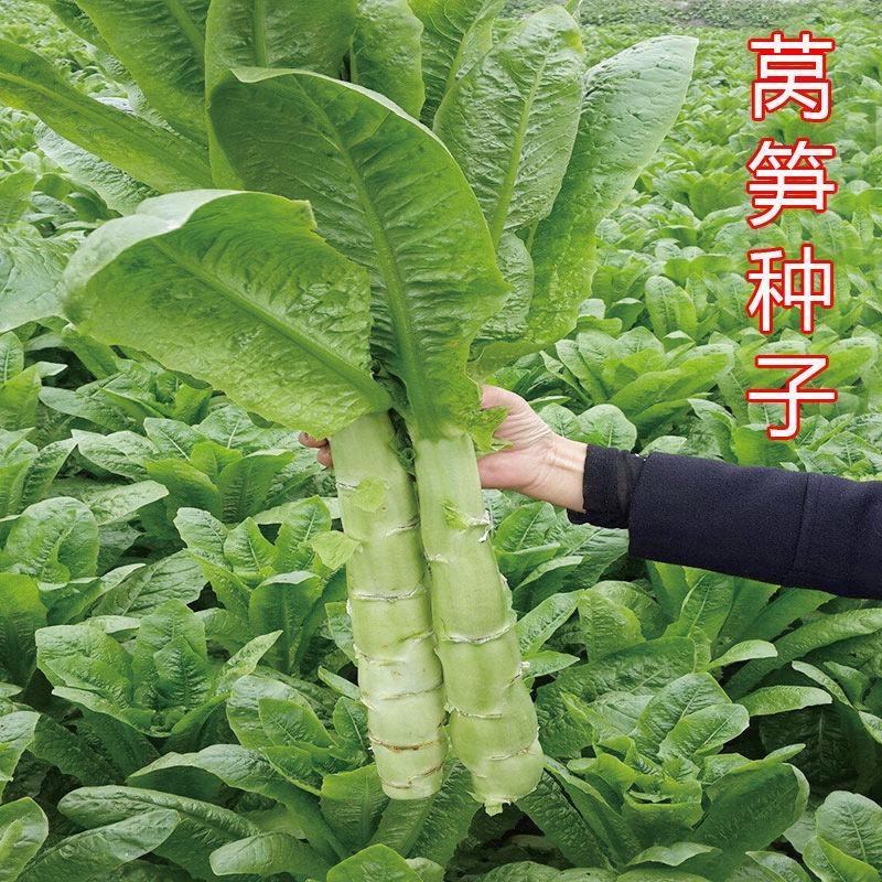 高产耐寒莴笋种子蔬菜四季种籽秋冬高温青皮绿肉尖叶农家青笋