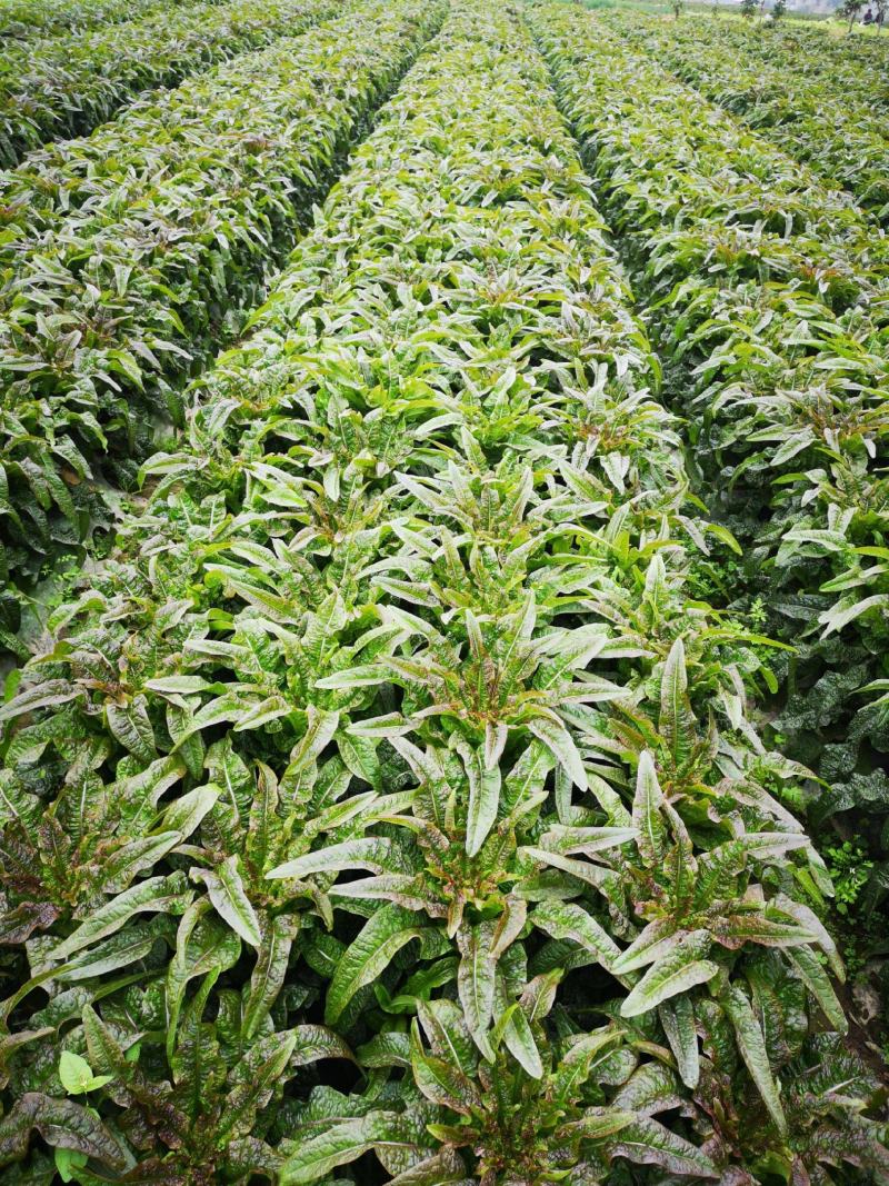 高产耐寒莴笋种子蔬菜四季种籽秋冬高温青皮绿肉尖叶农家青笋