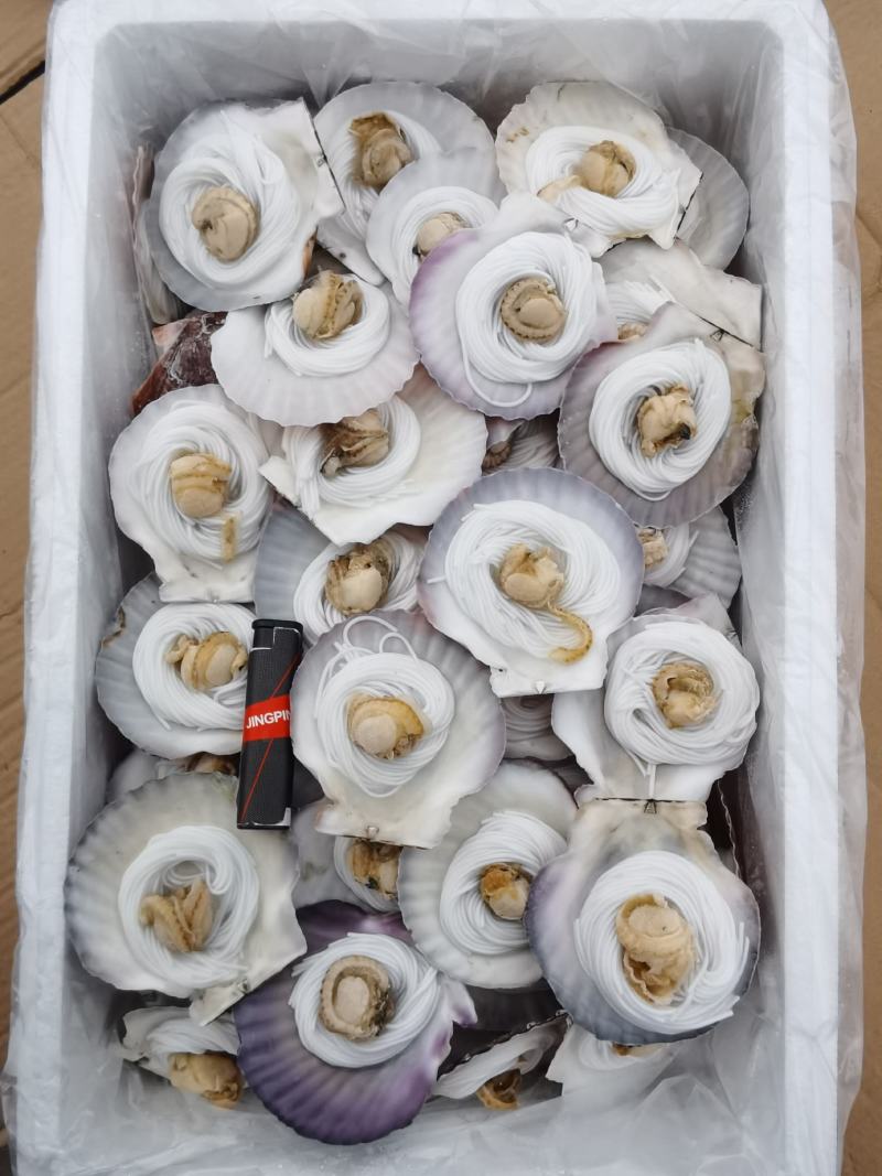 粉丝扇贝个大肉肥扇贝粉丝贝个头均匀一箱100个