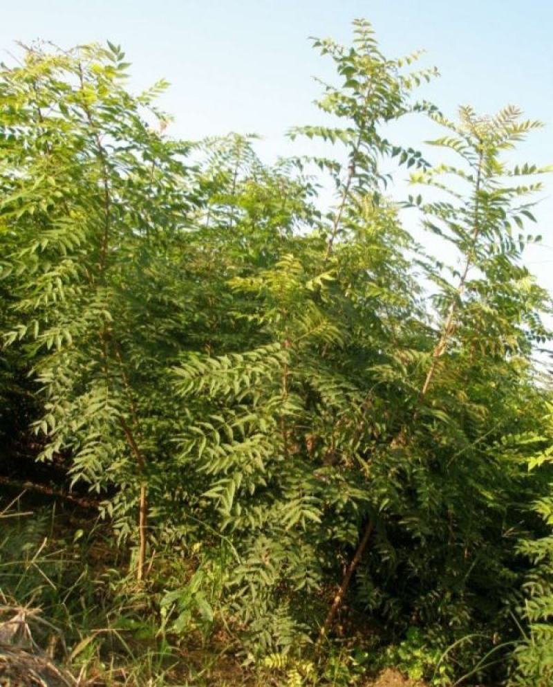 新采一级黄连木种子楷木惜木绿化行道林木苗木树种子