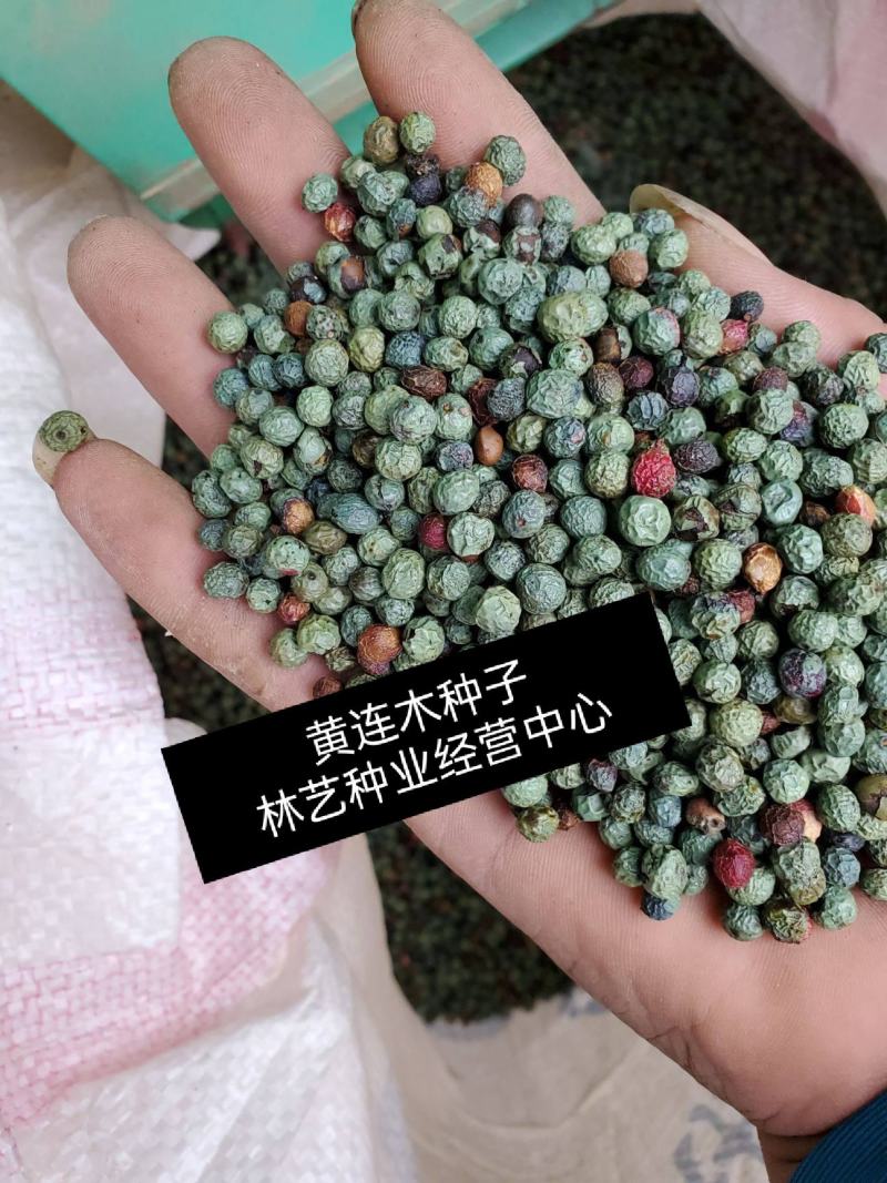 新采一级黄连木种子楷木惜木绿化行道林木苗木树种子