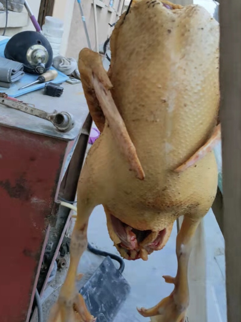 红嘴鸭