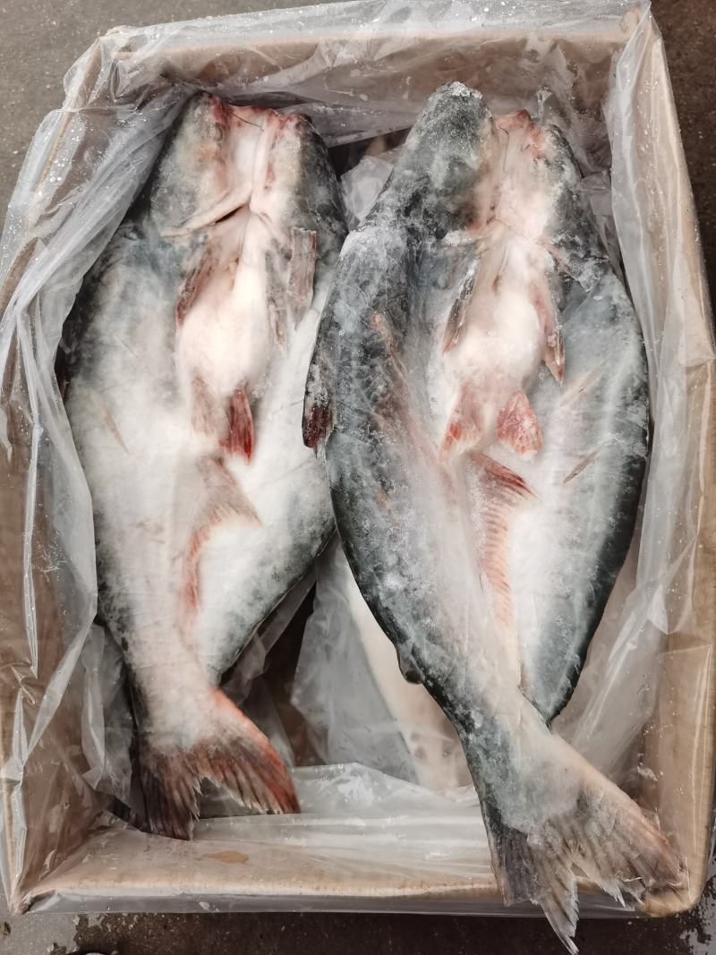开背巴沙鱼巴沙鱼片带皮巴沙鱼柳单冻餐饮酒店必备食材