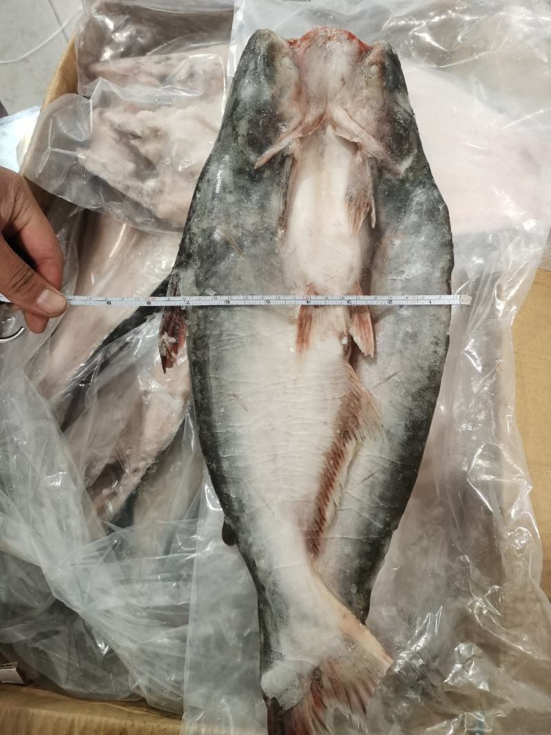 开背巴沙鱼巴沙鱼片带皮巴沙鱼柳单冻餐饮酒店必备食材