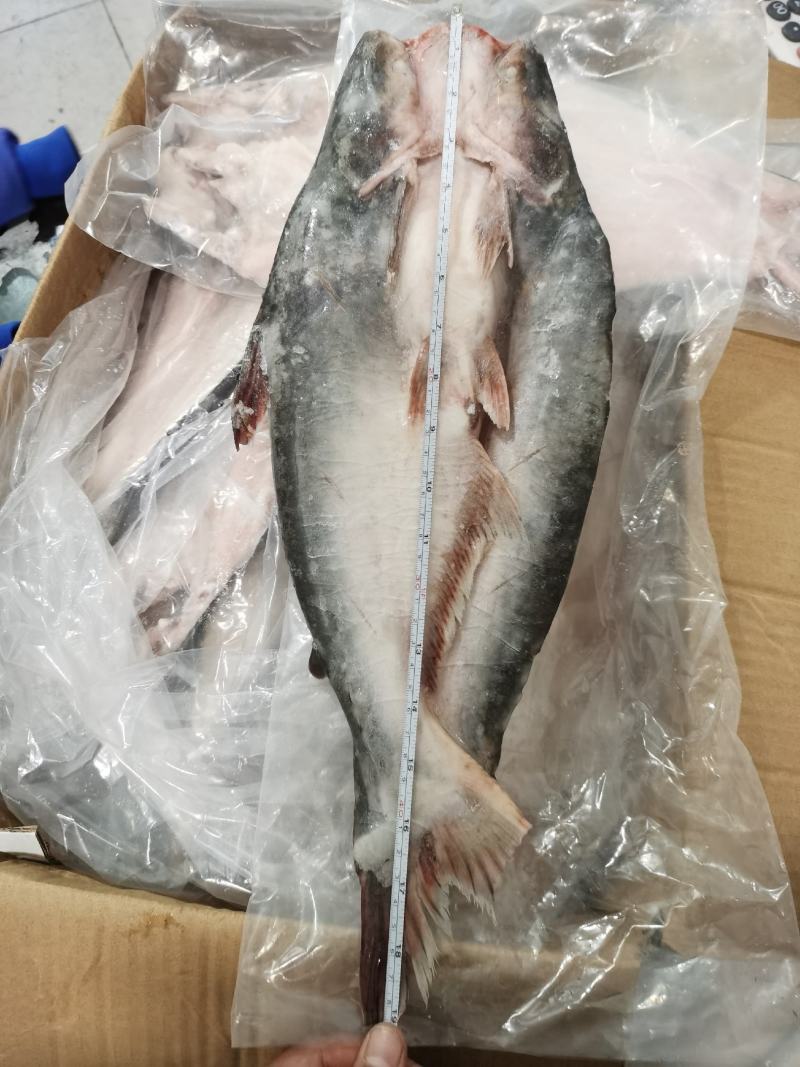 开背巴沙鱼巴沙鱼片带皮巴沙鱼柳单冻餐饮酒店必备食材