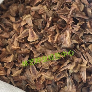 新采林木树种南洋杉种子澳洲杉鳞叶南洋杉塔形南洋杉种子
