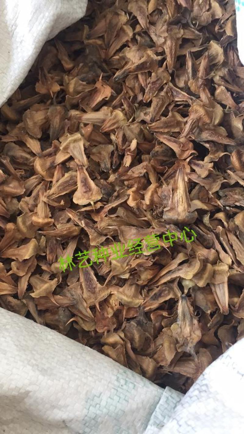 新采林木树种南洋杉种子澳洲杉鳞叶南洋杉塔形南洋杉种子