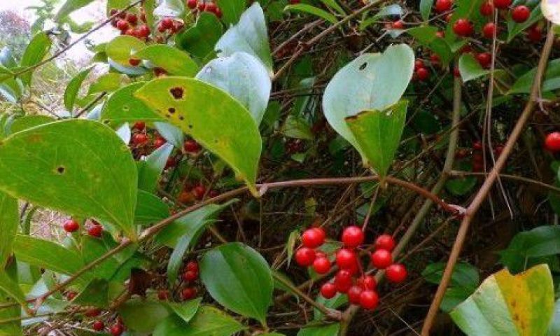野生金光刺鲜货统货不分大小可零售可批发1袋起包邮。