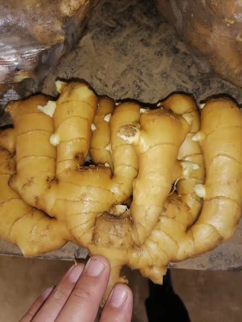 山东优质生姜，产地大量供应质量保证，随到随装。