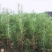 落叶松种子园林绿化松树木坚硬耐腐朽木材料当年新采林木种子
