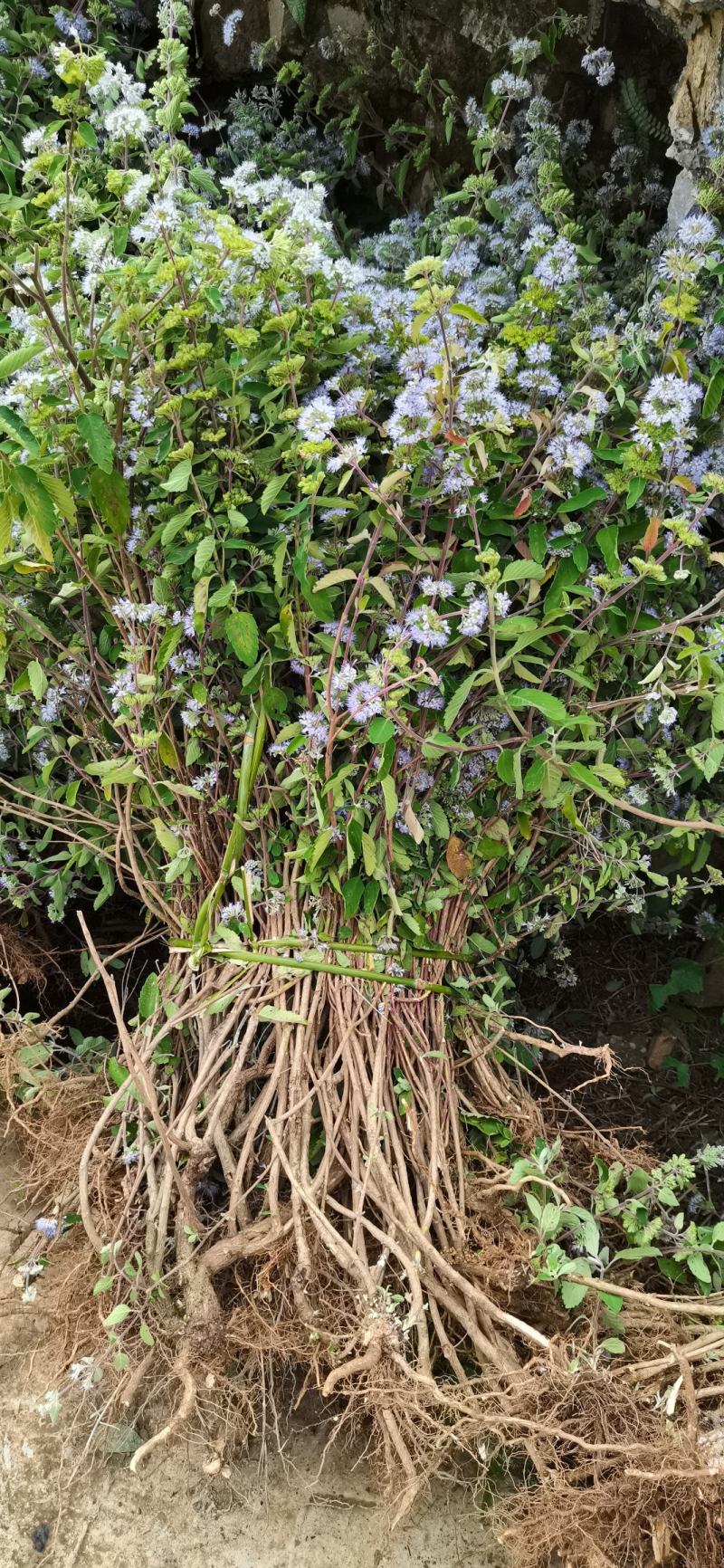 兰香草！野生药材兰香草！新货！产新，需要的联系！