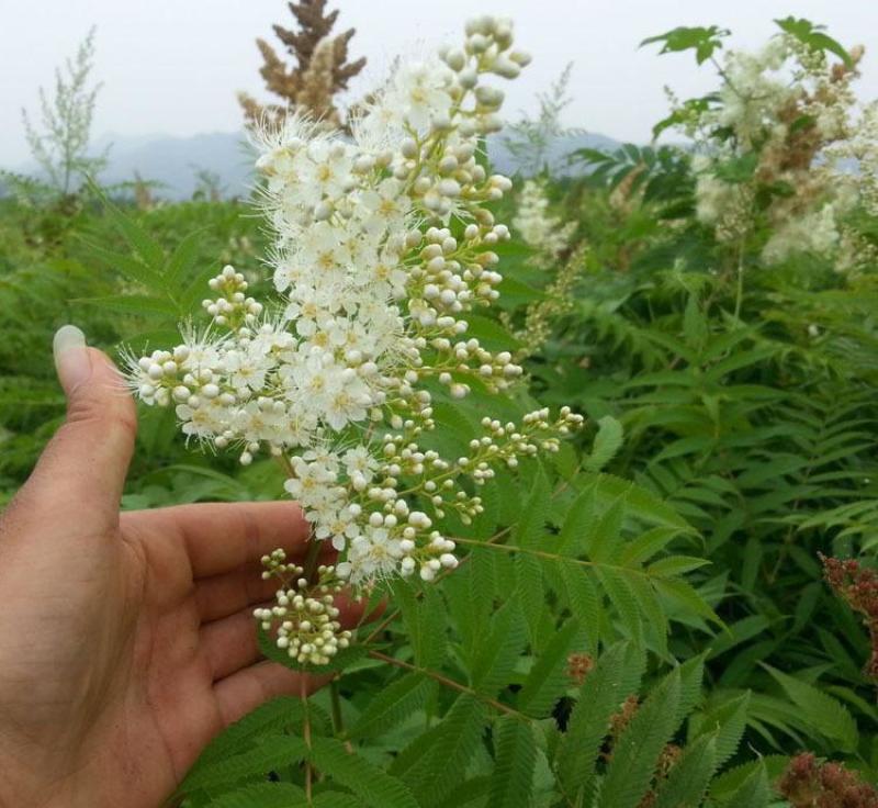 珍珠梅种子林木种籽国产散装四季多年生工程绿化观叶种孑