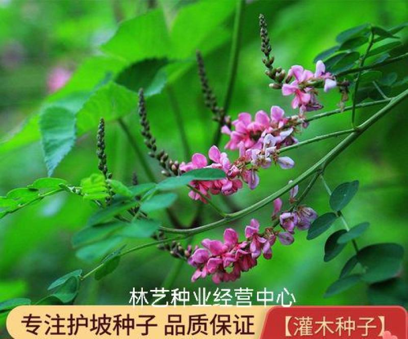 马棘种子林木种籽国产散装四季多年生景观绿化工程观叶种孑