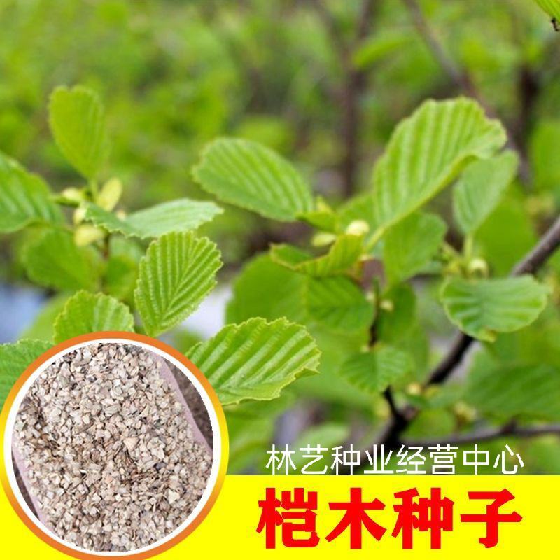 桤木种子林木种籽国产散装四季多年生工程绿化观叶种孑