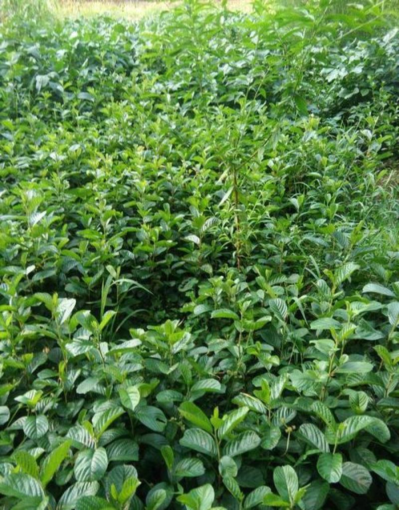 桤木种子林木种籽国产散装四季多年生工程绿化观叶种孑