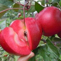 苹果种子林木种籽国产散装四季多年生景观绿化工程观叶种孑