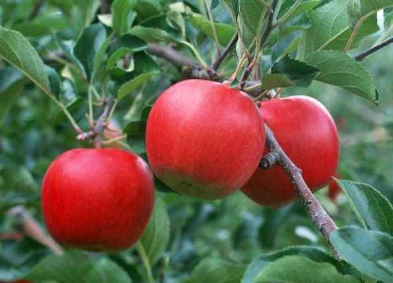 苹果种子林木种籽国产散装四季多年生景观绿化工程观叶种孑