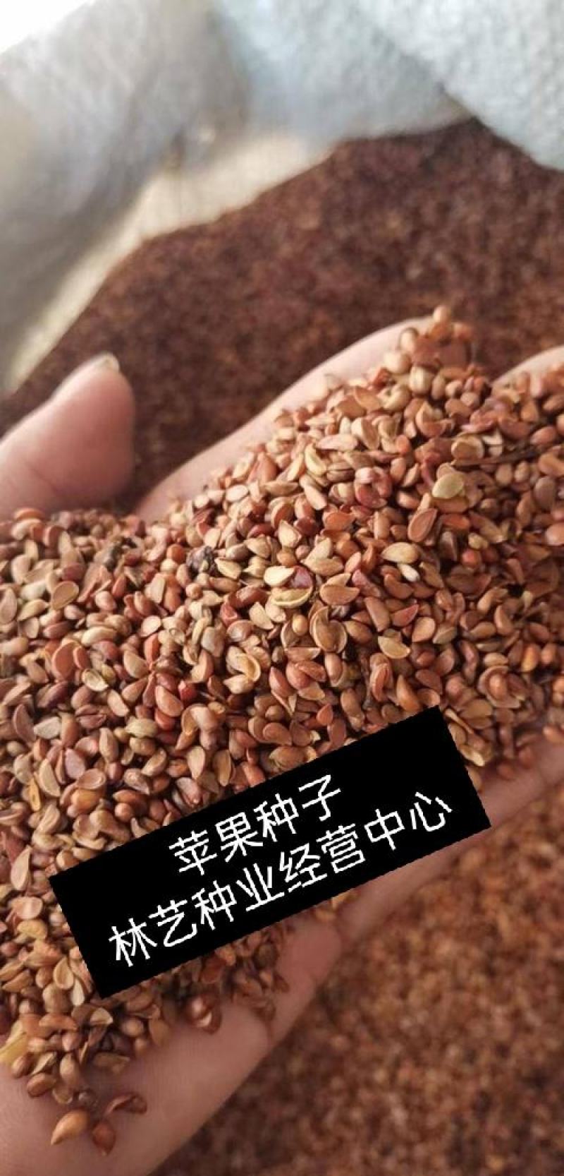 苹果种子林木种籽国产散装四季多年生景观绿化工程观叶种孑