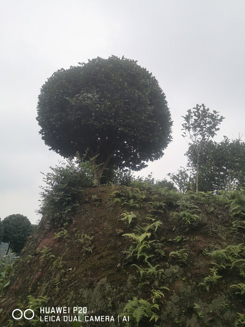山茶花