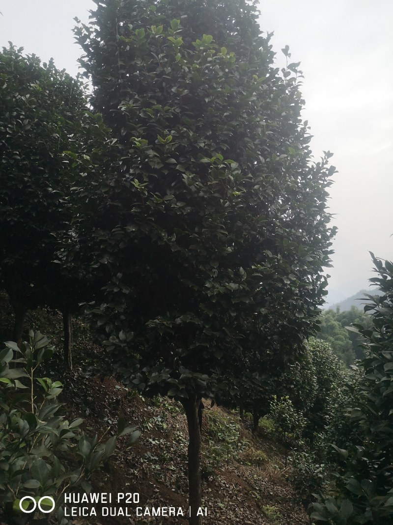 山茶花