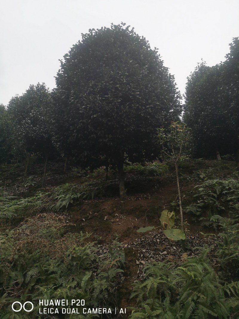 山茶花