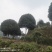 山茶花