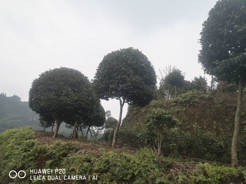 山茶花