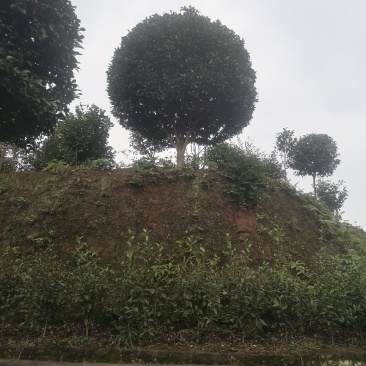 山茶花