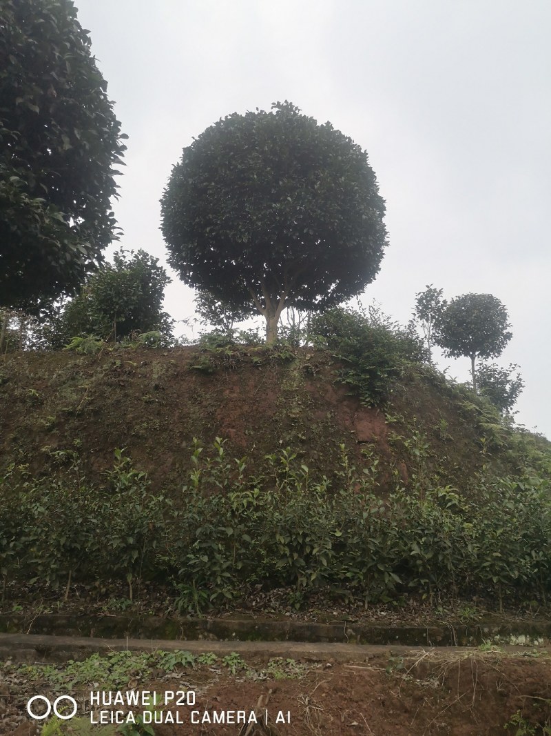 山茶花