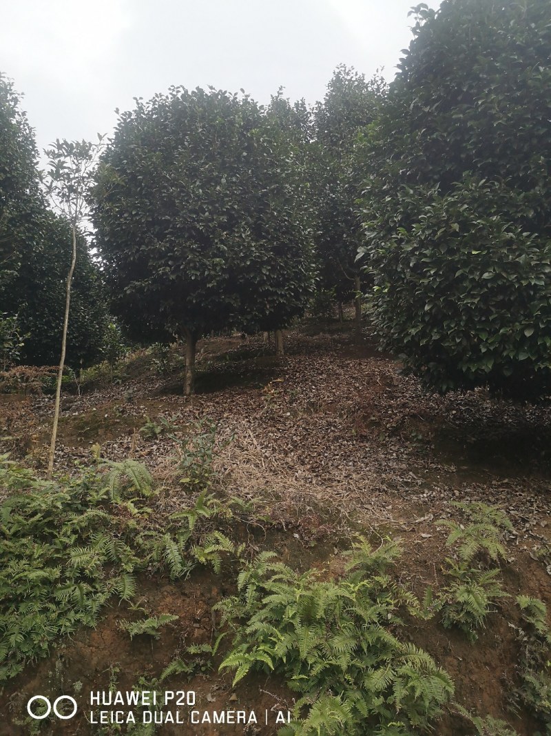 山茶花