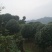 山茶花